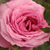 Roz - Trandafir de parc - Abrud